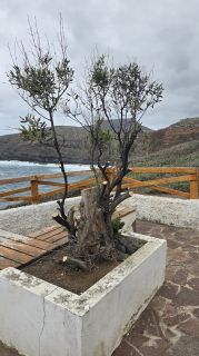 GC-Agaete - Piscinas Naturales 2025-66.jpg